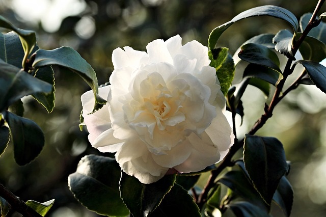 camellia-1