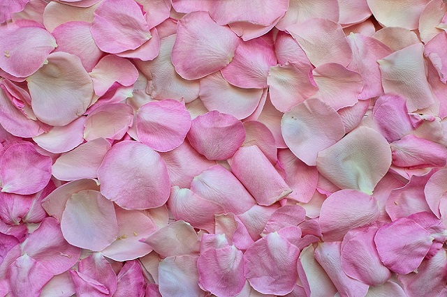 rose-petals- pho by jill111 on pixabay